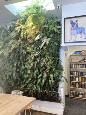 Vertical plant wall  at Little Sunflower Café in Elwood