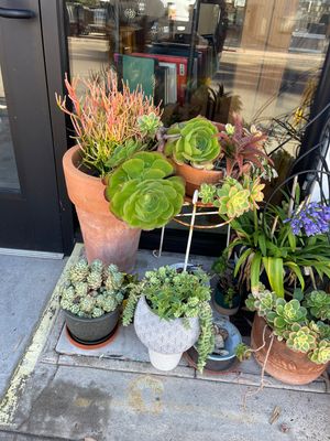 The greenery!  🌸💕  at The Funky Lemon in San Diego