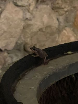  at Nena Nena in Valladolid