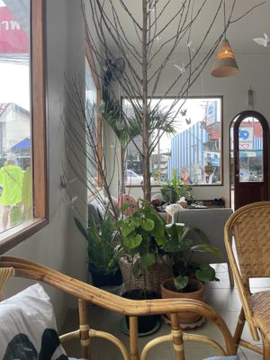 Inside  at Pure Vegan Heaven - Thong Sala in Koh Phangan