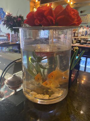 Very small tank for 3 fish   at Shandiz in Sunderland