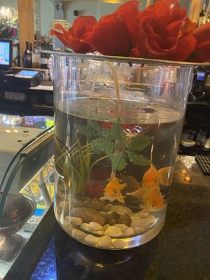   at Shandiz in Sunderland