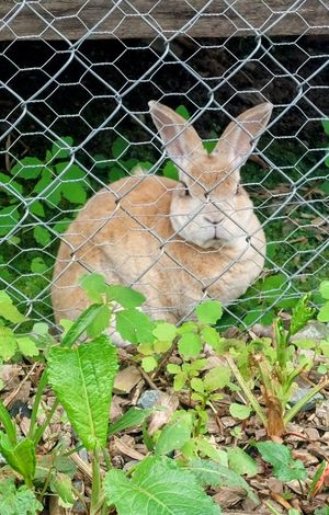 Butterscotch the rescued rabbit at Red Robin Song Guest House in West Lebanon