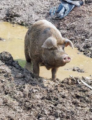 Aiden at Red Robin Song Guest House in West Lebanon