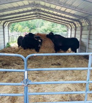 Yak herd chilling at Red Robin Song Guest House in West Lebanon