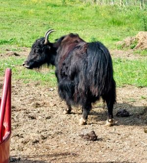  at Red Robin Song Guest House in West Lebanon