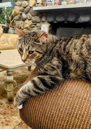 Samuel the bobtail at Red Robin Song Guest House in West Lebanon