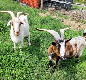 Sweet curious goats at Red Robin Song Guest House in West Lebanon