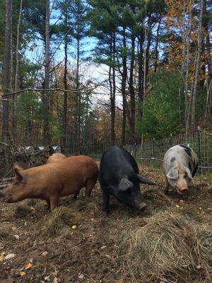 Feeding the pigs!  at Red Robin Song Guest House in West Lebanon