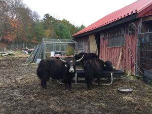 We also got to visit the yaks at Red Robin Song Guest House in West Lebanon