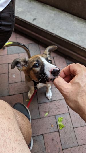 Dog friendly outdoor seating at Rosetta's Kitchen in Asheville