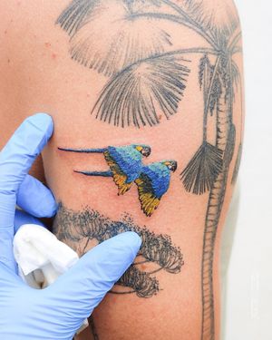 Arara azul at Monitattoo in Morro De Sao Paulo