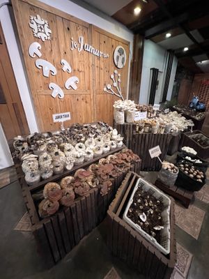 Lovely mushroom display in the entrance  at Jejamuran in Yogyakarta