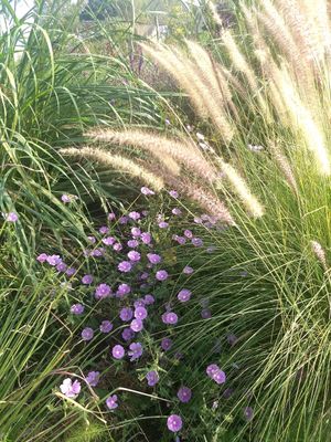Surrounding nature at Parcela Restaurante in Tepoztlan