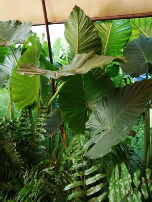 Beautiful big green plants all around the restaurant at Parcela Restaurante in Tepoztlan