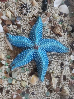 Starfish (decor in a table) at Cabinas La Parcela in Dominical