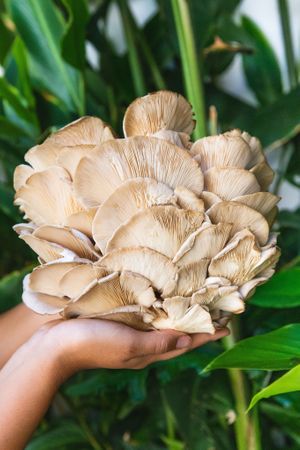 We love mushrooms at Plant Based Paradise - Kaimuki in Honolulu