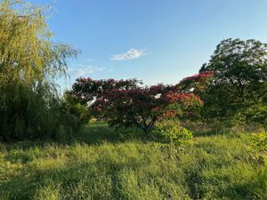 One side of the property is a wild field, with a beautiful albizia tree.  at La Colline aux Licornes in Montbron
