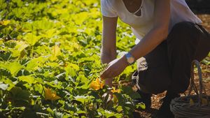 Most ingredients come from our BIO farm at Avli in Malia in Crete