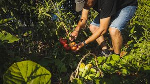 Most ingredients come from our BIO farm at Avli in Malia in Crete
