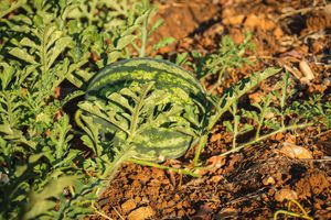 Here comes our watermelon sauce at Avli in Malia in Crete