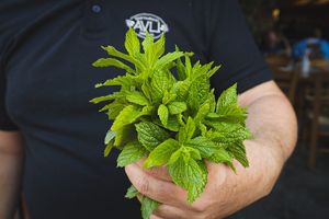 Most ingredients come from our BIO farm at Avli in Malia in Crete