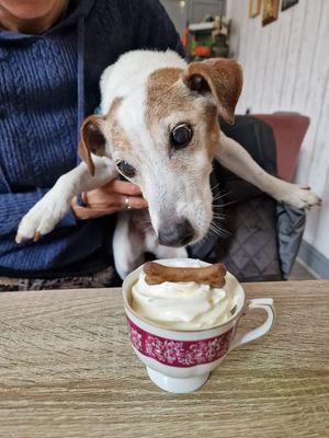 Billy's puppachino at The Bistro Bar & Kitchen from Nice & Naughty in Market Rasen