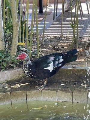 Enasma Cafe, Lake Agia  at Enasma Cafe in Crete