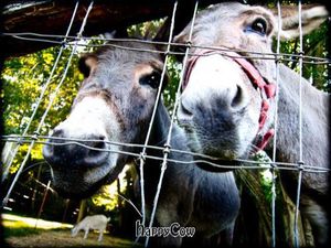 The sweetest donkeys ever! at Someday Farm Vegan Bed and Breakfast in Freeland