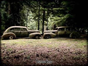 Dave's old cars at Someday Farm Vegan Bed and Breakfast in Freeland