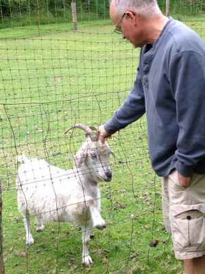 'Could you, would you, with a goat?'  'YES!  Pet me please!!!' at Someday Farm Vegan Bed and Breakfast in Freeland