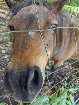 Mable! at Someday Farm Vegan Bed and Breakfast in Freeland