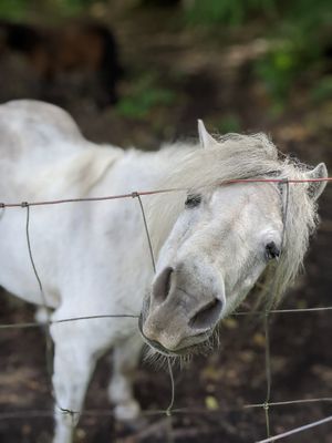 Shirley (I think)! at Someday Farm Vegan Bed and Breakfast in Freeland
