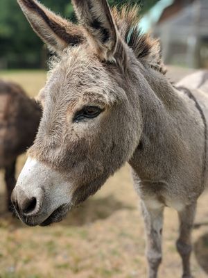 Cleo (I think)! at Someday Farm Vegan Bed and Breakfast in Freeland