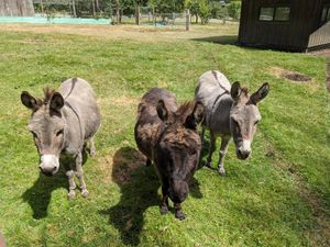 Geppetto the donkey and friends! at Someday Farm Vegan Bed and Breakfast in Freeland