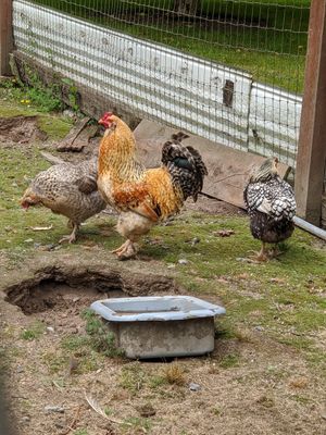 🐔🐓 at Someday Farm Vegan Bed and Breakfast in Freeland