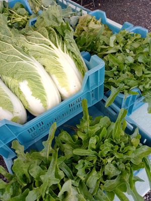 Quelques légumes particuliers à la cuisine du monde at La frisette du chou in Blaregnies