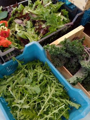 Mesclun et choux kale at La frisette du chou in Blaregnies