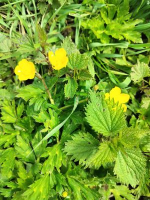 vegetal mood at La frisette du chou in Blaregnies