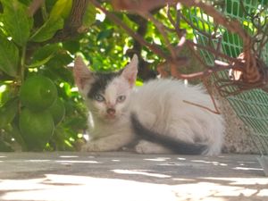  at Kiki Rebel Tours in Aegina