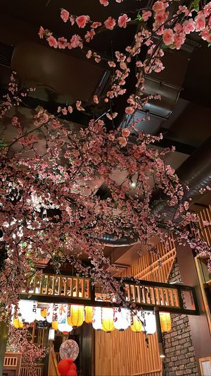   at Mido Sakura Vegan in Berlin