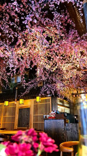  at Mido Sakura Vegan in Berlin