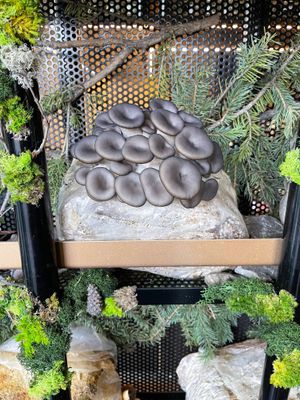 Mushroom wall at Fire & Flora in Calgary