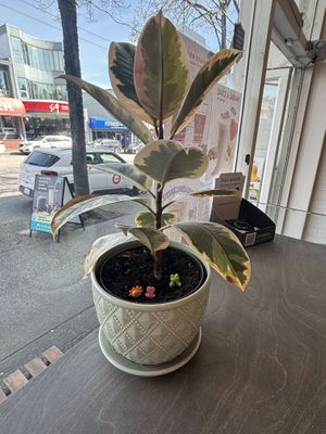   at Nuttea in Vancouver