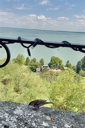 There are little birds who will come next to your table in front of the lake if you put something to eat  at Apátsági Rege Cukrászda in Tihany