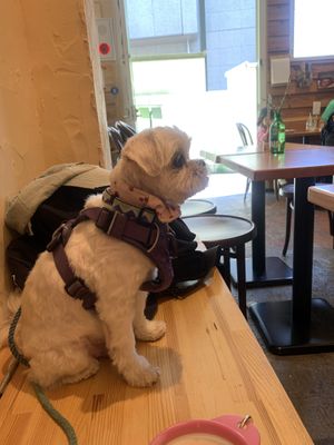 First floor is dog friendly!  at Alishan Park アリサンパーク in Tokyo