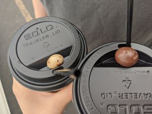 Chocolate Coffee Bean at Daily Buzz in Stayton