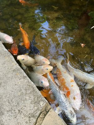 Coy fish pond  at Bamboo Buddha in Holgate
