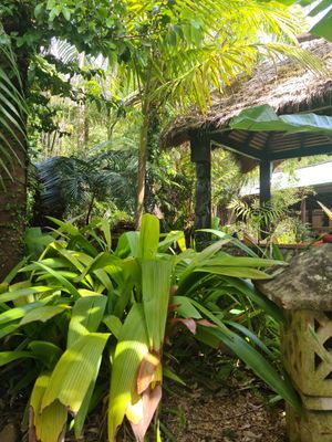 Beautiful surroundings at Bamboo Buddha in Holgate