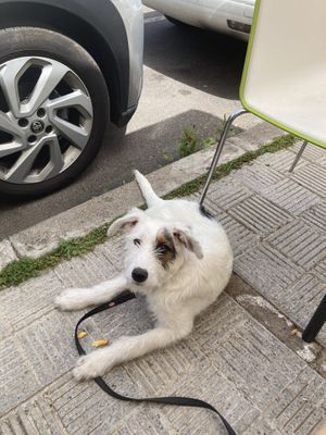 Dogs are welcome 🐶   at Humus Vegan Tenerife in Tenerife